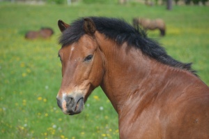Horse-brown.JPG
